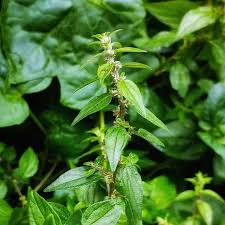 Image result for Pouzolzia