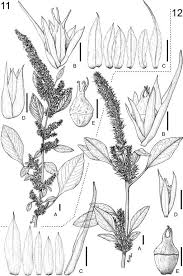 Image result for Amaranthus praetermissus