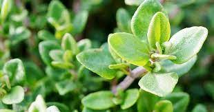 Now, if the container is properly planted, a space exists between the top of the soil and the container's rim that you can fill with water. How To Grow And Care For Thyme Lovethegarden