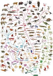 Completisimo Mural De La Evolucion Genial En Pdf Fraccionado En El Enlace Phylogenetic Tree Darwin Tree Of Life Science And Nature