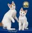 Japanese Bobtail – Cat Breeds 101