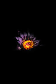 Having a dark wallpaper on an oled display can also potentially help. Amoled 1440p Phone Wallpaper Pic Mojo