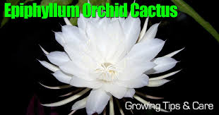 Most cacti produce flowers around the leaves or areoli. Epiphyllum Orchid Cactus Care Learn Cactus Orchid Growing Tips