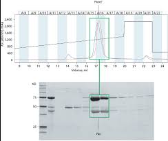 Implementing A Dual Approach To Protein Characterization