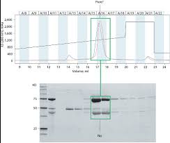 implementing a dual approach to protein characterization