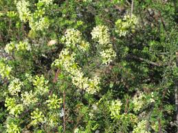 Image result for Gnidia