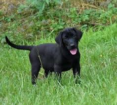 In fact, despite the former's platinum coloring, it is just as much a golden retriever as the darker dog. Welcome To Louisiana Sportsman Classified Ads Archive Louisiana Sportsman Classifieds La