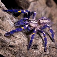 Animal Planet On Instagram You Do Not Want To Be On The Bad Side Of This Nocturnal Hunter Gooty Sapphire O Spider Dream Meaning Dream Meanings Animal Planet