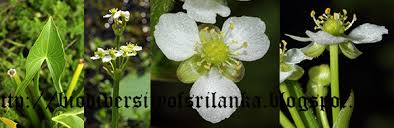 Image result for Limnophyton obtusifolium