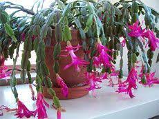 Christmas cactus plants like feeling a little cramped and flowers best when root bound. Trimming Christmas Cactus Plants Steps On How To Prune A Christmas Cactus Christmas Cactus Care Christmas Cactus Plants