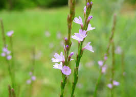 Image result for Verbena × teasii