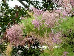 Image result for tamarix ramosissima pink cascade