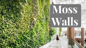 However, mosses need a stable base, so loose gravel or sand are poor options. How To Build Your Own Moss Wall Free Moss Sample Youtube