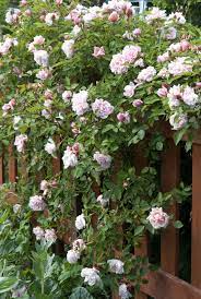 Rambling Rose Albertine On Picket Fence Rose Fence Rose Hedge Beautiful Roses