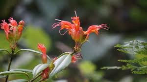 Image result for Gesneriaceae