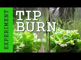 Improve people's lives with technical innovations. Sansi Daylight Full Spectrum Led Grow Lights Are The Most Powerful Grow Light Bulbs For Indoor Plants And Garden Led Grow Lights Grow Lights Grow Light Bulbs