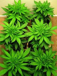 Shop this collection (195) model# hb51kd89. Beginner Guide To Growing Cannabis With Cfl Lights Grow Weed Easy