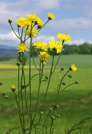 Image result for Crepis