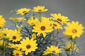 Image result for Helianthus angustifolius