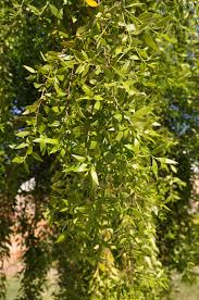 Image result for Maytenus chasei