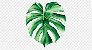 Swiss Cheese Plant Poster Canvas Print Monstera Leaf Interior Design Services Canvas Png Pngwing For the type of leaves i chose the monstera deliciosa plant. swiss cheese plant poster canvas print