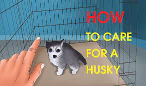 How To Care For A Husky - Youtube