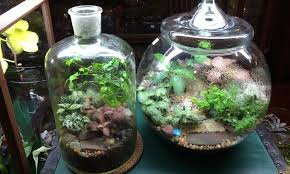 Roosevelts Terrariums Portland Build Your Own Terrarium Class For One Two Or Four At Roosevelts T Beautiful Terrariums Terrarium Decor Succulent Terrarium