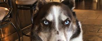 Maybe you would like to learn more about one of these? Texas Husky Rescue