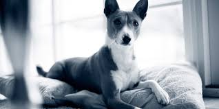The canine parvovirus (cpv) infection, also referred to as parvo, is a highly contagious viral illness that affects dogs, particularly in puppies that are between six weeks and six months old. Leishmaniose Beim Hund Anicura Deutschland