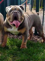 The cheapest offer starts at £200. Quality Lilac And Tan Tri Kc Bulldog Stud In Portsmouth Expired Friday Ad