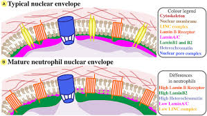 Maybe you would like to learn more about one of these? Frontiers The Neutrophil Nucleus An Important Influence On Neutrophil Migration And Function Immunology