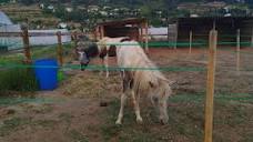 Chevaux saisis et recueillis dans refuge à Nice: vous pouvez aider ...