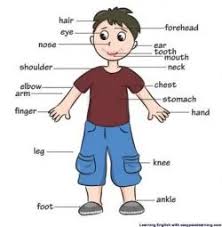 Esl printable face parts vocabulary worksheets, picture dictionaries, matching exercises, word search and crossword puzzles, missing letters in look at the list below and write the names of the face parts vocabulary in the correct boxes. Esl Body Parts Games Activities Body Parts Esl Worksheets