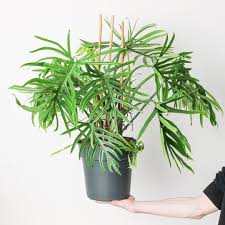 Image result for Monotes elegans