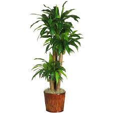 26 Best Plants That Grow Without Sunlight Growing Plants Indoors Dracena Plant Plant Decor