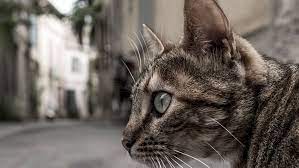 Domestic Cats Reportedly Facing Potential Ban In New Zealand Town Cats Domestic Cat Animals