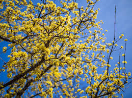 Image result for Cornus volkensii