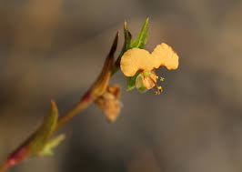 Image result for Commelina subulata