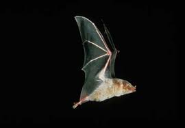Those huge saguaro cacti of the u.s. Mexican Long Nosed Bat Leptonycteris Nivalis