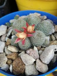 ¡todo sobre el cactus san pedro!, con fotografías y videos para conocerlo e identificarlo. Rebutia Cactus Y Suculentas Sus Flores Nombres Y Ideas Facebook