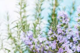 Image result for Rosmarinus officinalis
