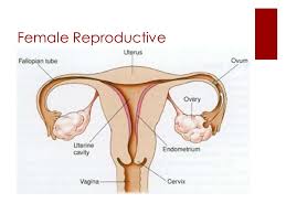 The main function of testes is the production or formation of sperms. The Female Reproductive System Ppt Video Online Download