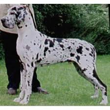 Absoultely fabulous great dane puppies Dainoak Great Dane Breeder In Llandysul Ceredigion
