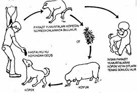 Kurban Bayraminda Kist Hidatik Hastaligina Dikkat