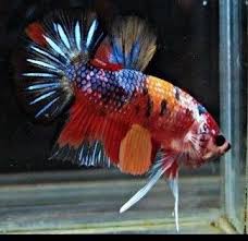 Pin By Welington Almeida On Betta Splendens Siamese Fighting Fish Betta Fish Pet