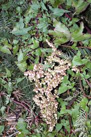 Image result for Rumex sagittatus