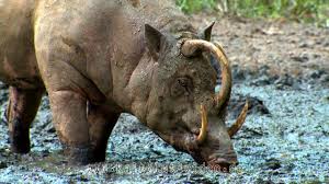 In 2002, the three living subspecies of babirusa (formerly all included in babyrousa babyrussa) were elevated to distinct. Babirusa Hirscheber Sulawesi Indonesia Youtube
