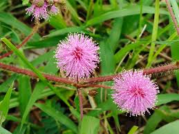 Image result for Mimosa pudica
