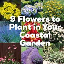 9 Must Plant Flowers In Your Coastal Garden Coastal Gardens Coastal Landscaping Planting Flowers