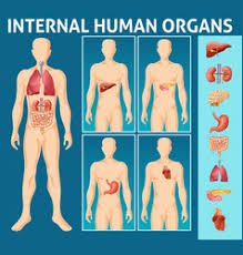 Learn these parts of body names to increase your vocabulary words in english. Male Human Body Parts Vector Images Over 2 100